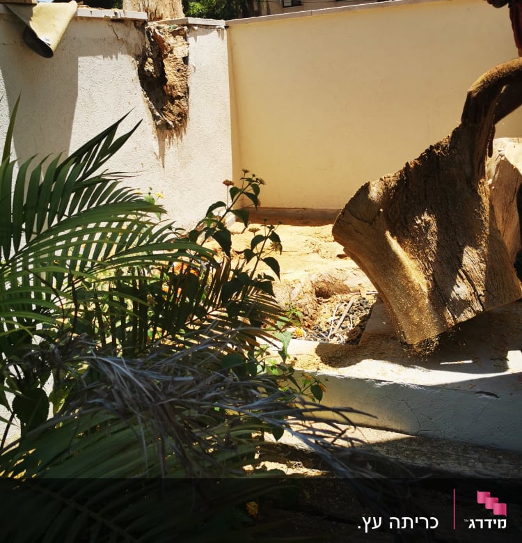 אדם חותך גזע עץ עם מסור חשמלי